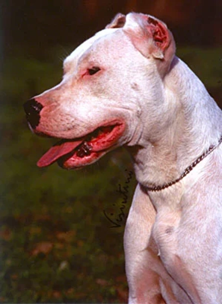 Dogo argentino Dogs Raza - Características, Fotos & Precio | MundoAnimalia