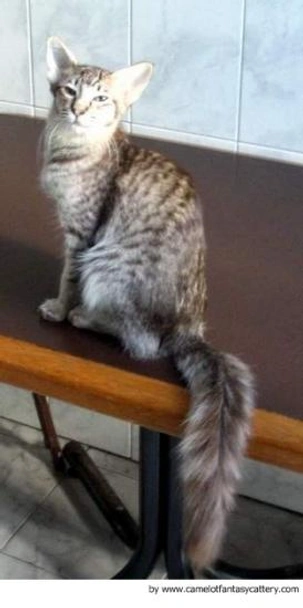 Javanés Cats Raza - Características, Fotos & Precio | MundoAnimalia