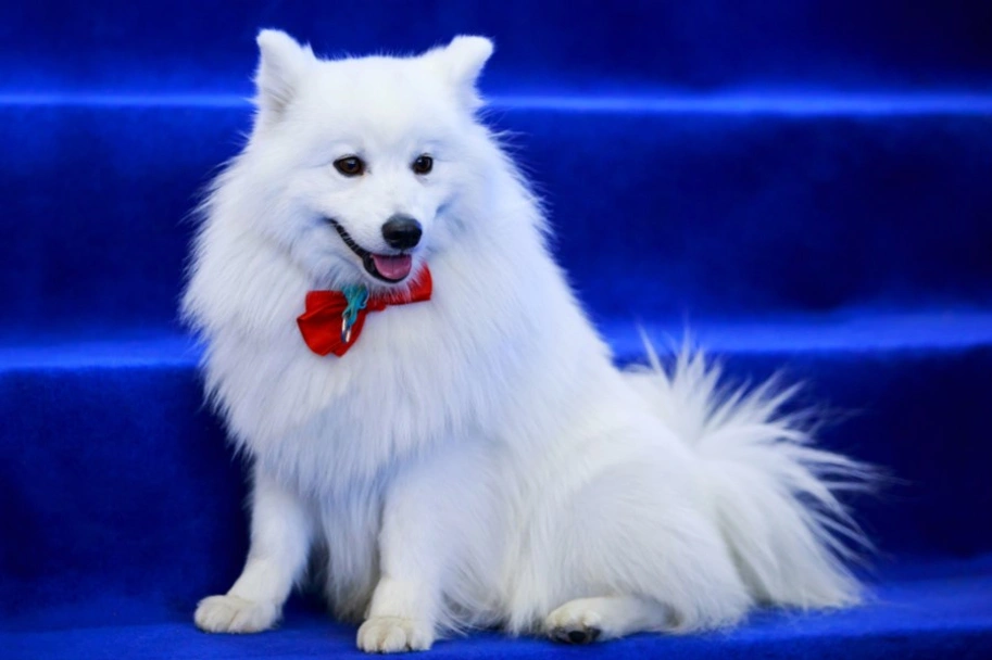 Volpino italiano Dogs Razza - Prezzo, Temperamento & Foto | AnnunciAnimali