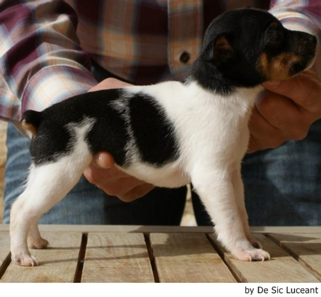 Gos Rater Valencià Dogs Raza - Características, Fotos & Precio | MundoAnimalia