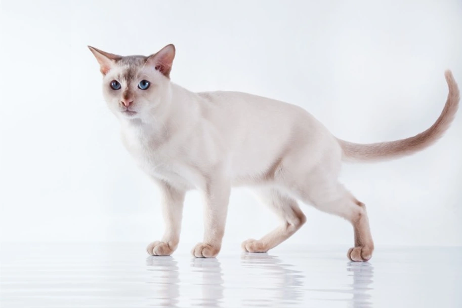 Tonkinese Cats Breed - Information, Temperament, Size & Price | Pets4Homes