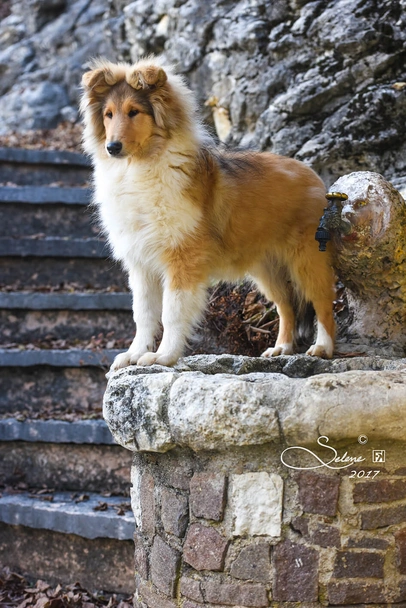 Pastore Scozzese Dogs Razza - Prezzo, Temperamento & Foto | AnnunciAnimali