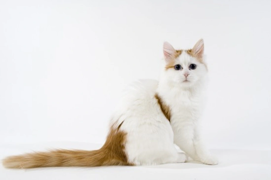 Turkish Van Cats Breed - Information, Temperament, Size & Price | Pets4Homes
