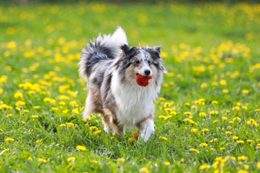 Shetland Sheepdog Dogs Breed - Information, Temperament, Size & Price | Lancaster Puppies