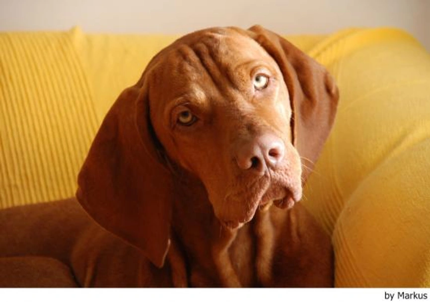 Vizsla korthaar Dogs Ras: Karakter, Levensduur & Prijs | Puppyplaats
