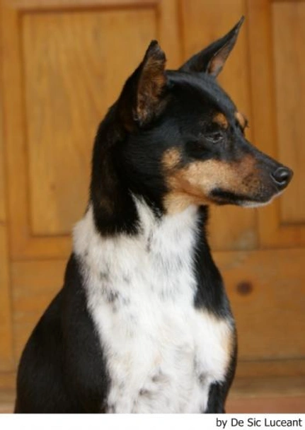 Gos Rater Valencià Dogs Raza - Características, Fotos & Precio | MundoAnimalia