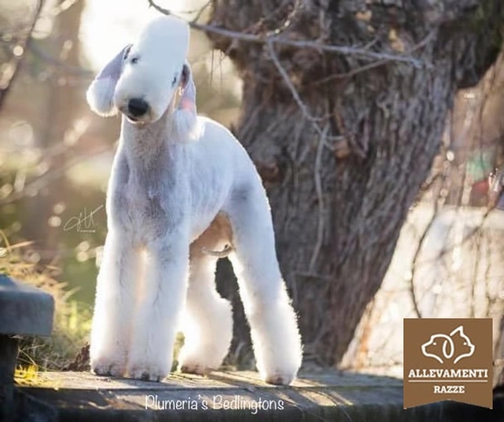 Bedlington Terrier Dogs Razza - Prezzo, Temperamento & Foto | AnnunciAnimali