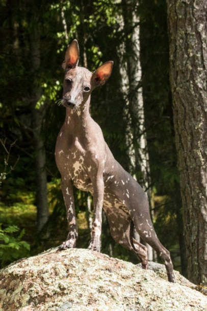 Perro Sin Pelo de Perú Dogs Raza - Características, Fotos & Precio | MundoAnimalia