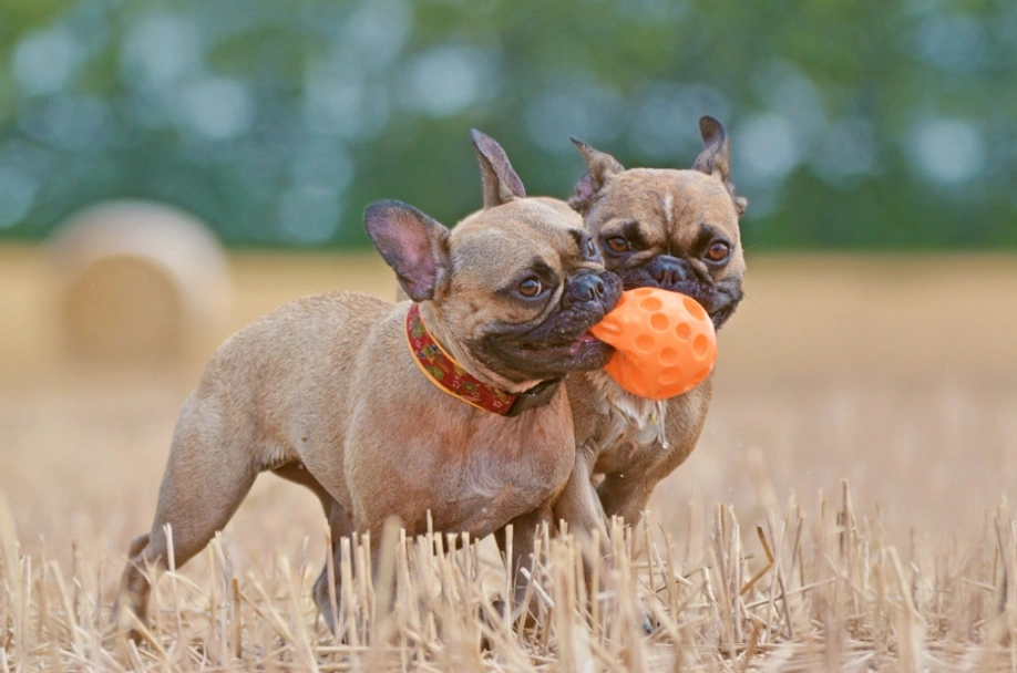French Bulldog Dogs Breed - Information, Temperament, Size & Price | Lancaster Puppies