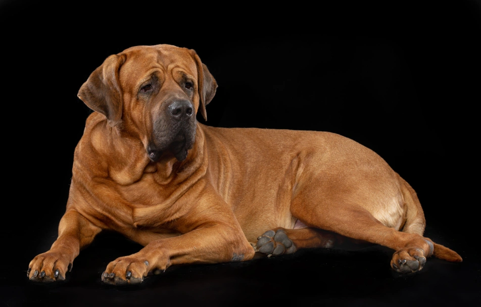 Tosa Dogs Ras: Karakter, Levensduur & Prijs | Puppyplaats