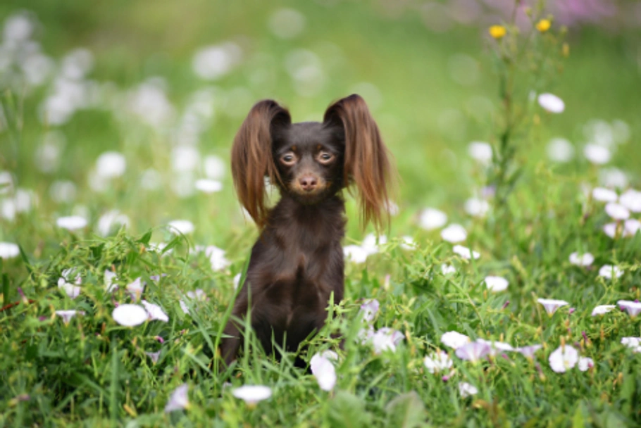 Russian Toy Terrier Dogs Breed - Information, Temperament, Size & Price | Lancaster Puppies