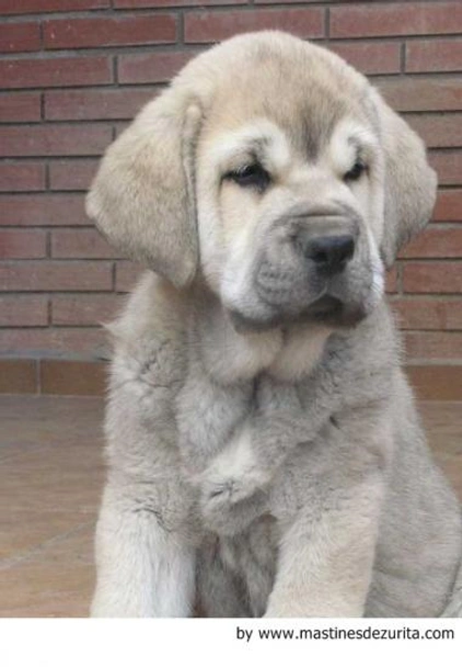Mastín Español Dogs Raza - Características, Fotos & Precio | MundoAnimalia