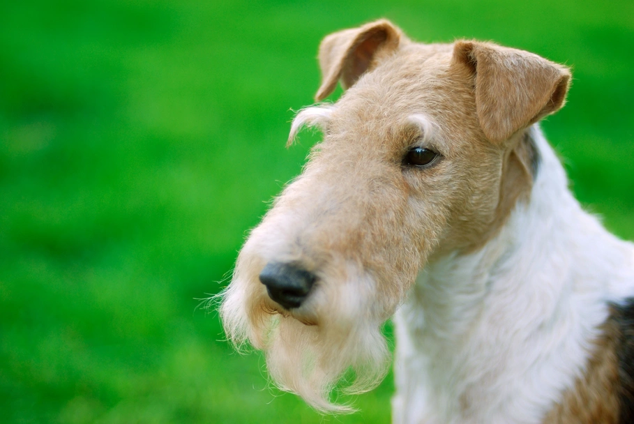 Fox Terriër Draadhaar Dogs Ras: Karakter, Levensduur & Prijs | Puppyplaats