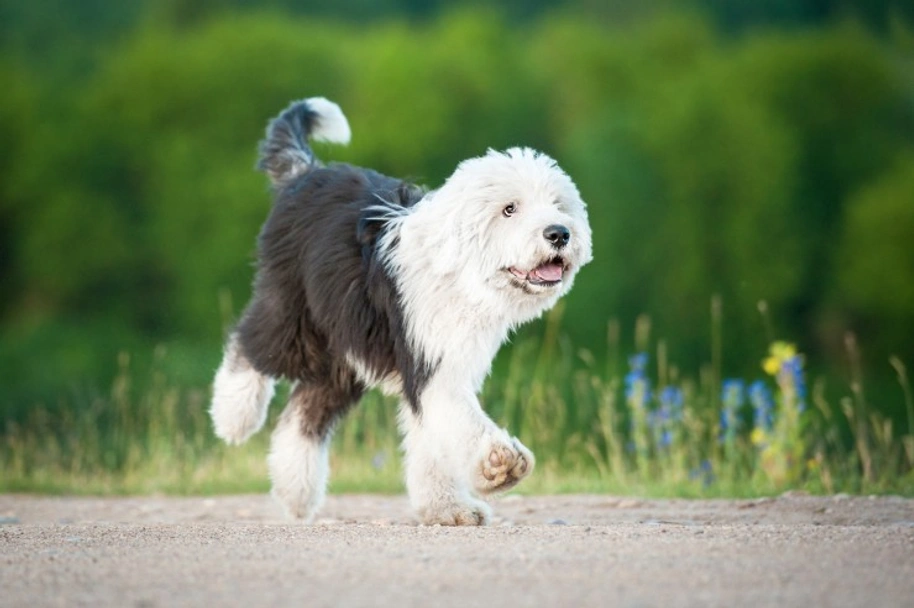 Old English Sheepdog Dogs Breed - Information, Temperament, Size & Price | Pets4Homes
