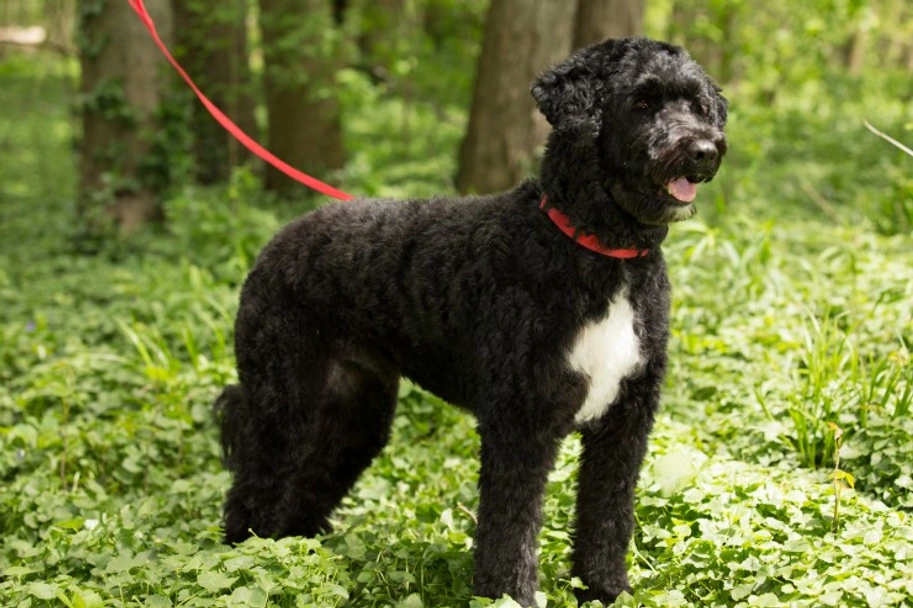 Portuguese Water Dog Dogs Breed - Information, Temperament, Size & Price | Lancaster Puppies