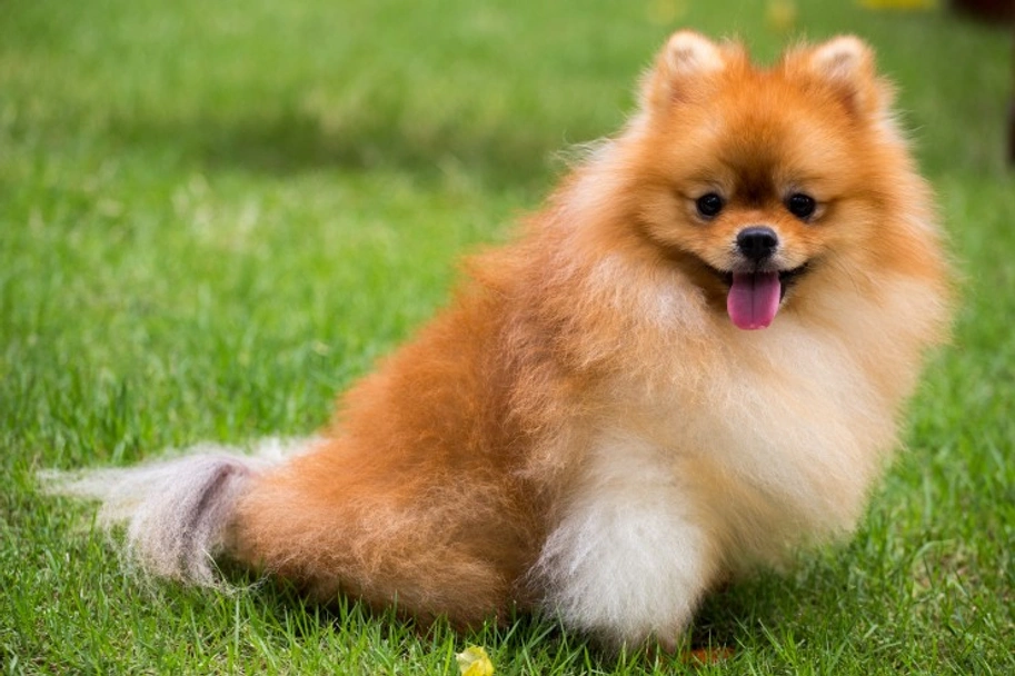 Pomeranian Dogs Breed - Information, Temperament, Size & Price | Pets4Homes