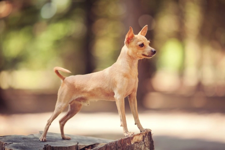 Russian Toy Terrier Dogs Breed - Information, Temperament, Size & Price | Lancaster Puppies