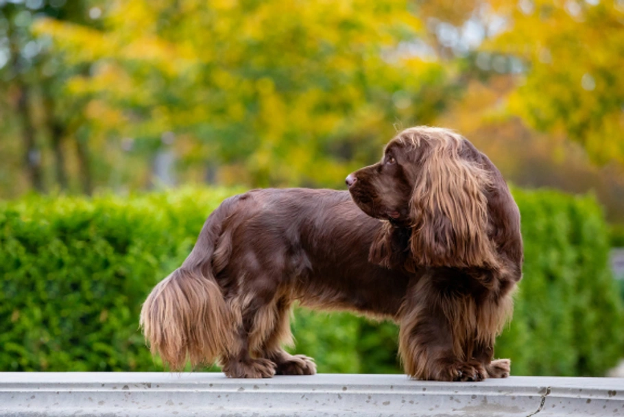 Sussex Spaniel Dogs Ras: Karakter, Levensduur & Prijs | Puppyplaats
