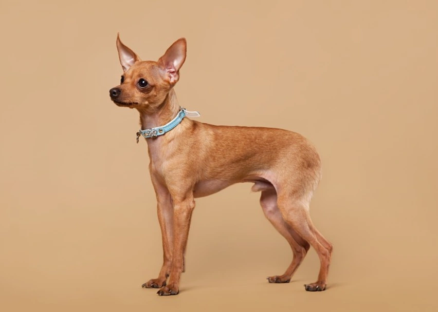 Russian Toy Terrier Dogs Breed - Information, Temperament, Size & Price | Lancaster Puppies