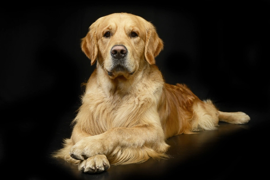 Golden Retriever Dogs Breed - Information, Temperament, Size & Price | Pets4Homes