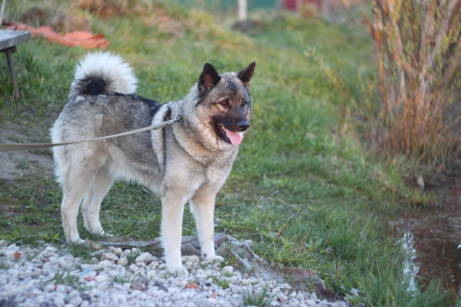 Norwegian Elkhound Dogs Breed - Information, Temperament, Size & Price | Lancaster Puppies