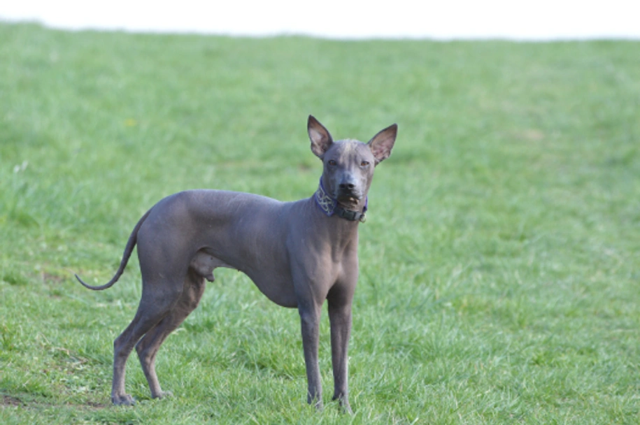 Perro Sin Pelo de Perú Dogs Raza - Características, Fotos & Precio | MundoAnimalia