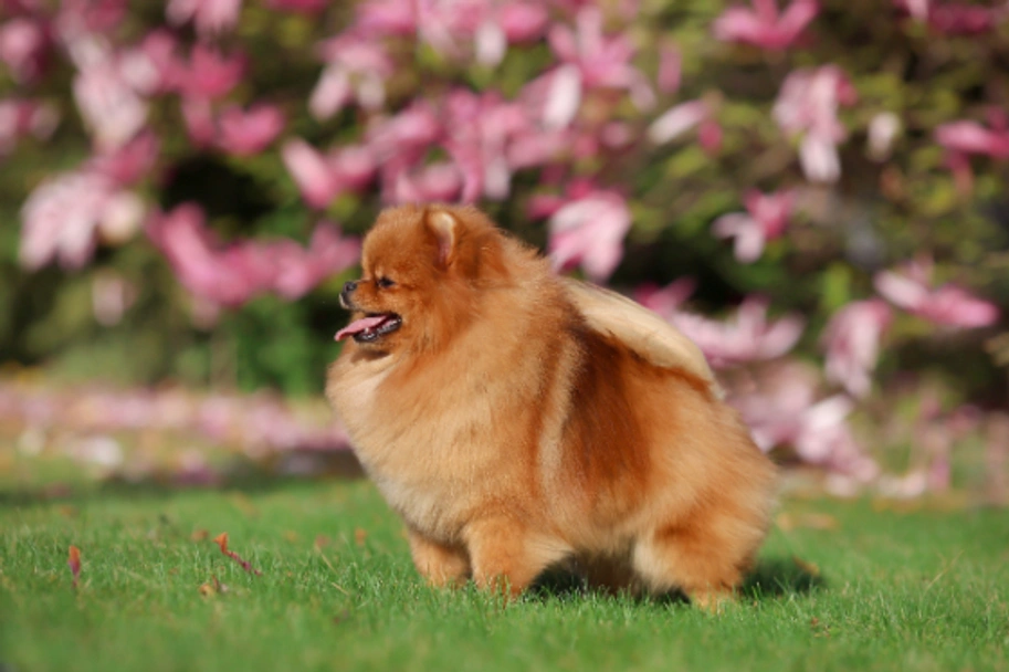 Pomeranian Dogs Breed - Information, Temperament, Size & Price | Pets4Homes