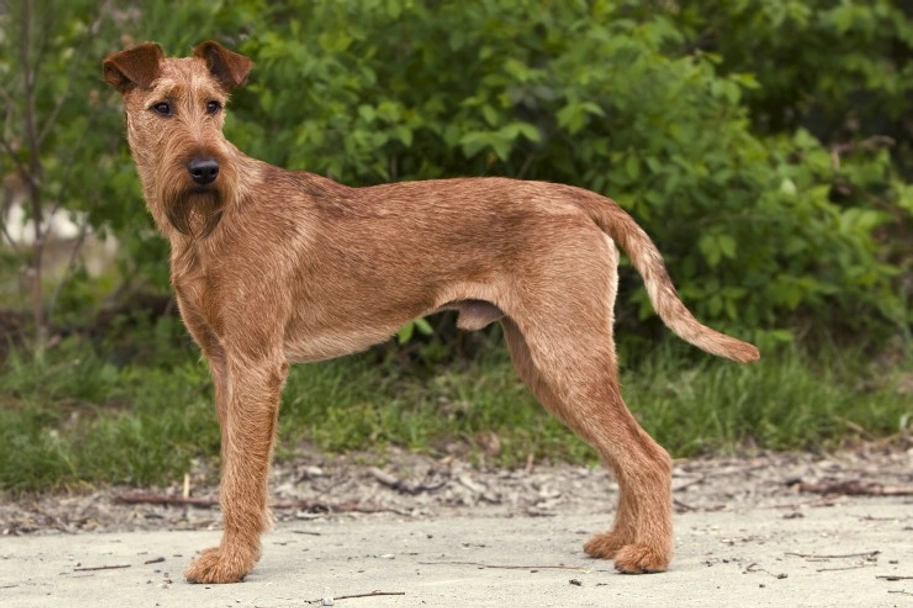 Irish Terrier Dogs Breed - Information, Temperament, Size & Price | Lancaster Puppies