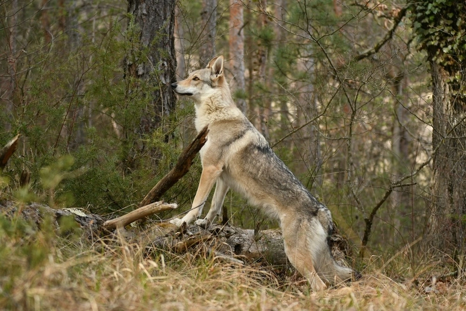 Lupo Cecoslovacco Dogs Razza - Prezzo, Temperamento & Foto | AnnunciAnimali