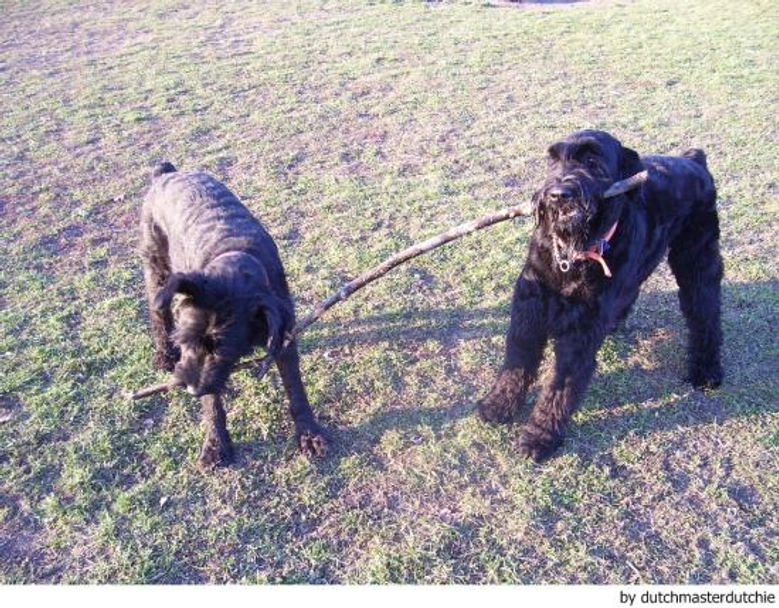 Riesenschnauzer Dogs Ras: Karakter, Levensduur & Prijs | Puppyplaats