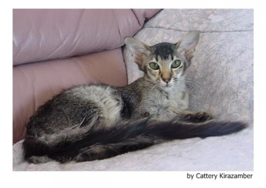 Javanés Cats Raza - Características, Fotos & Precio | MundoAnimalia