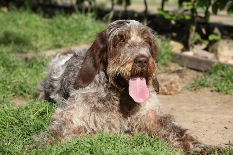 Italian Spinone Dogs Breed - Information, Temperament, Size & Price | Lancaster Puppies