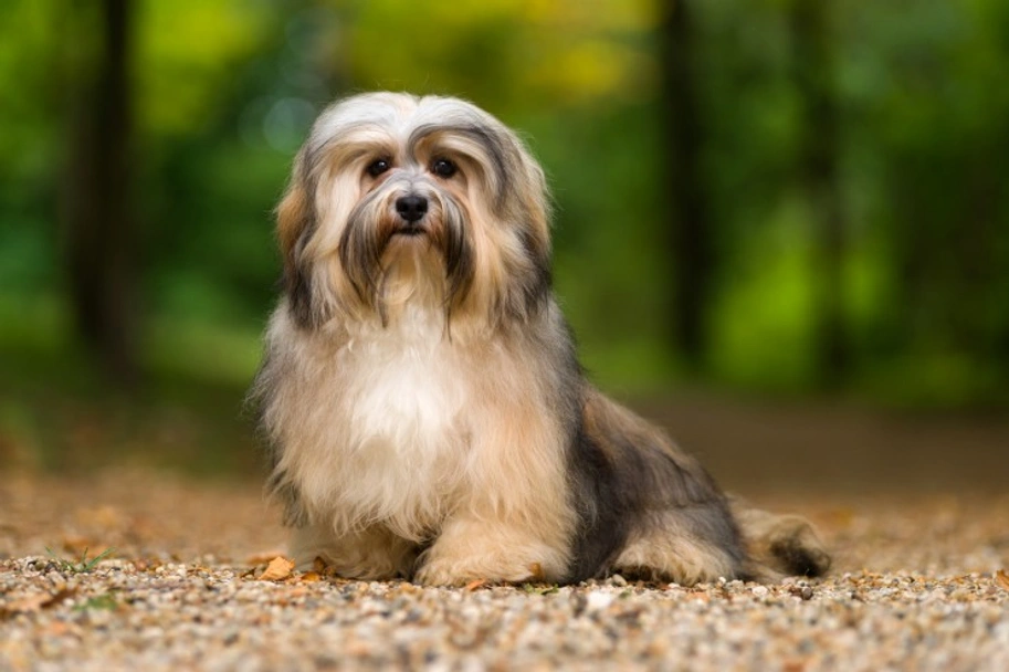 Havanese Dogs Breed - Information, Temperament, Size & Price | Lancaster Puppies