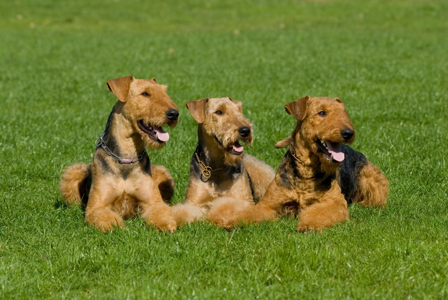 Airedale Terrier Dogs Breed - Information, Temperament, Size & Price | Pets4Homes