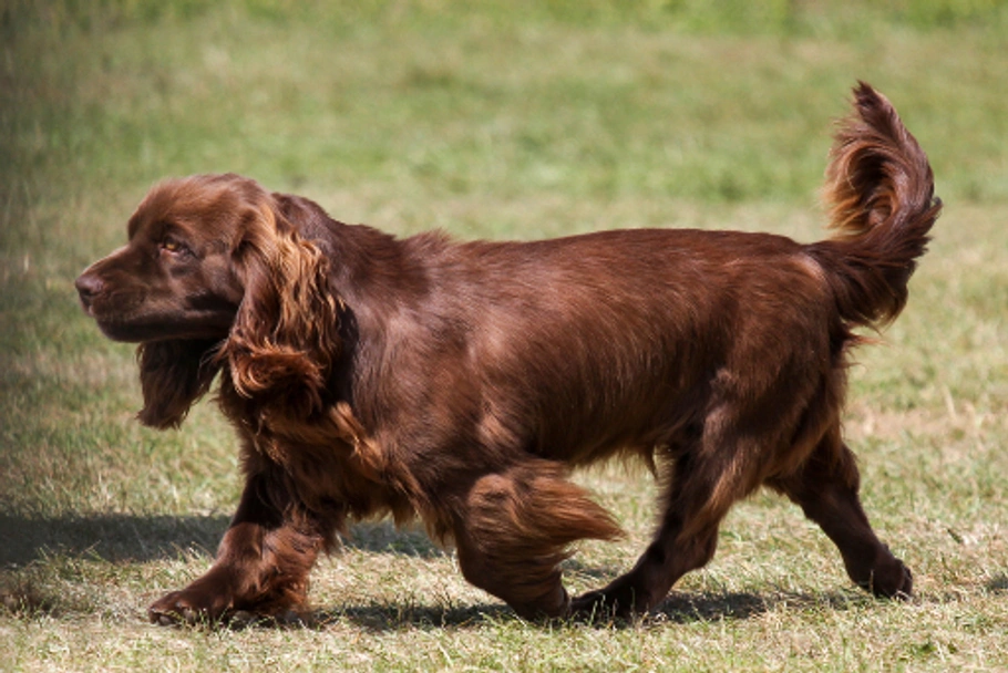 Sussex Spaniel Dogs Ras: Karakter, Levensduur & Prijs | Puppyplaats