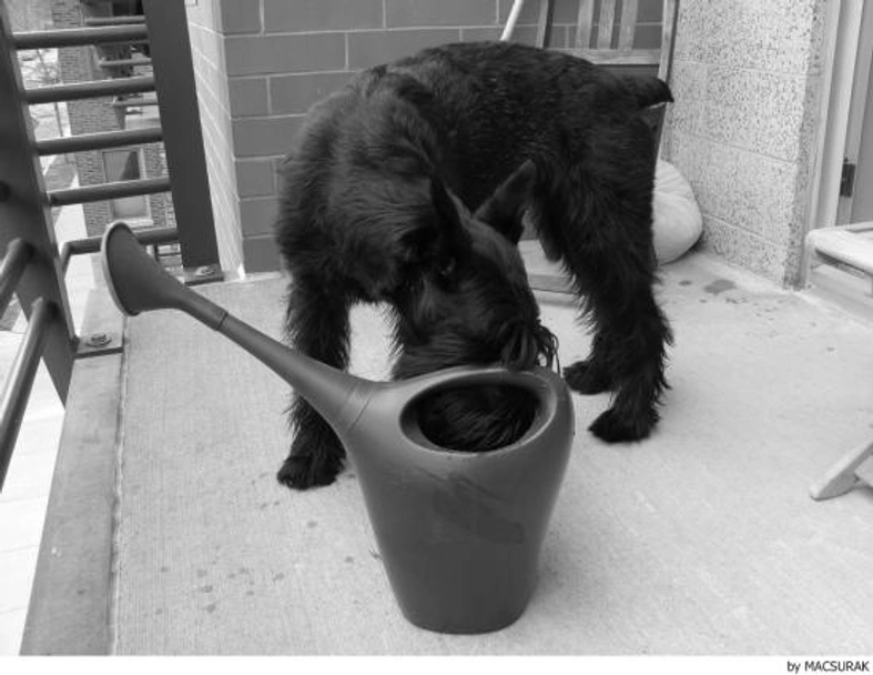 Riesenschnauzer Dogs Ras: Karakter, Levensduur & Prijs | Puppyplaats