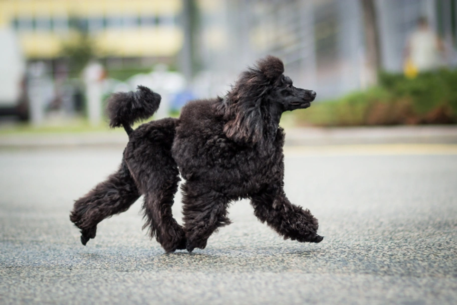 Caniche Toy Dogs Raza - Características, Fotos & Precio | MundoAnimalia