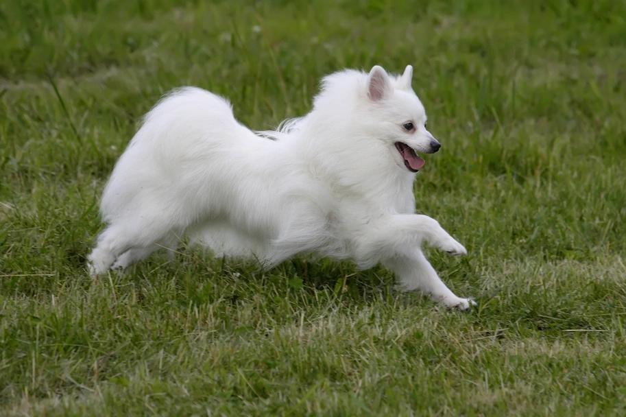 Volpino italiano Dogs Razza - Prezzo, Temperamento & Foto | AnnunciAnimali