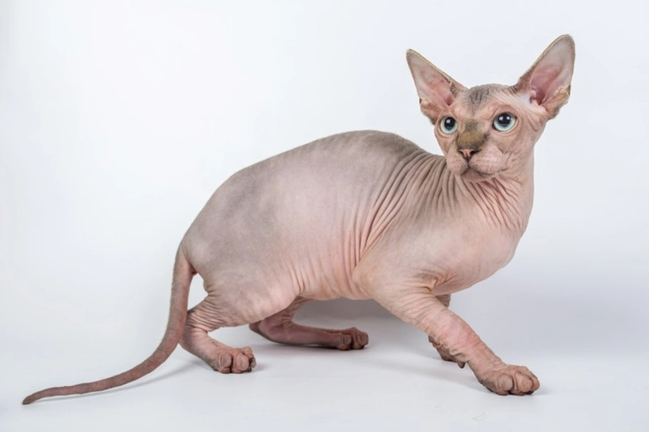 Sphynx Cats Razza - Prezzo, Temperamento & Foto | AnnunciAnimali