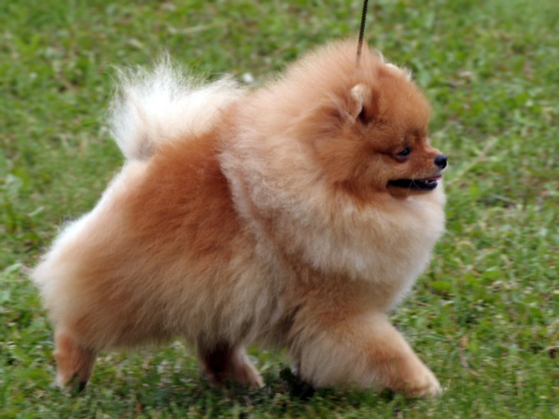 Pomeranian Dogs Breed - Information, Temperament, Size & Price | Pets4Homes