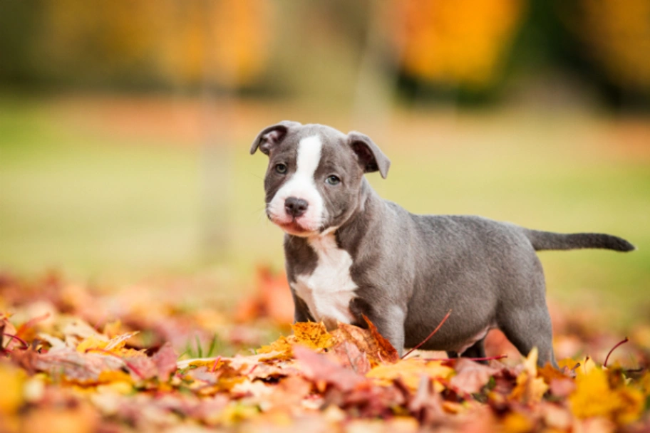 Staffordshire Bull Terrier Dogs Breed - Information, Temperament, Size & Price | Pets4Homes