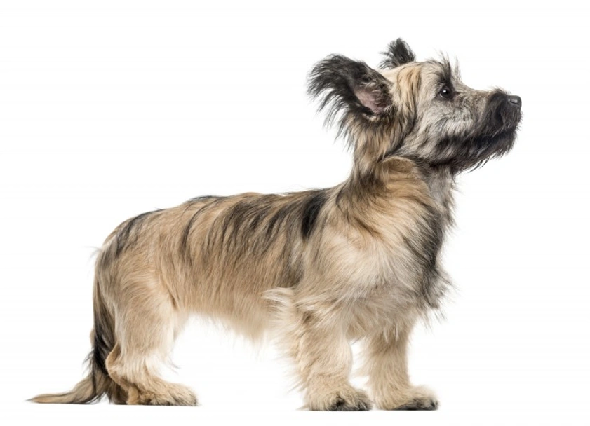 Skye Terrier Dogs Breed - Information, Temperament, Size & Price | Pets4Homes