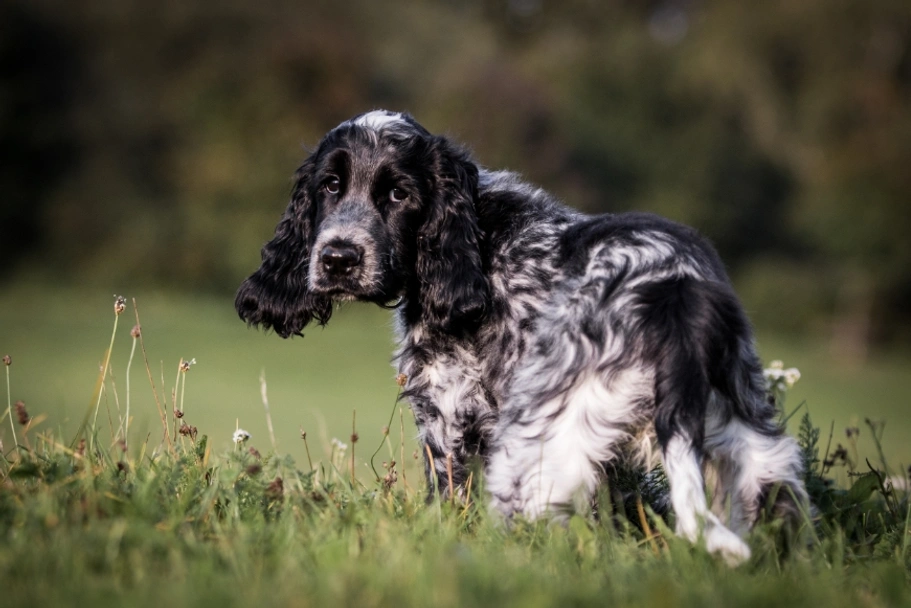 Cocker Spaniel Dogs Breed - Information, Temperament, Size & Price | Pets4Homes