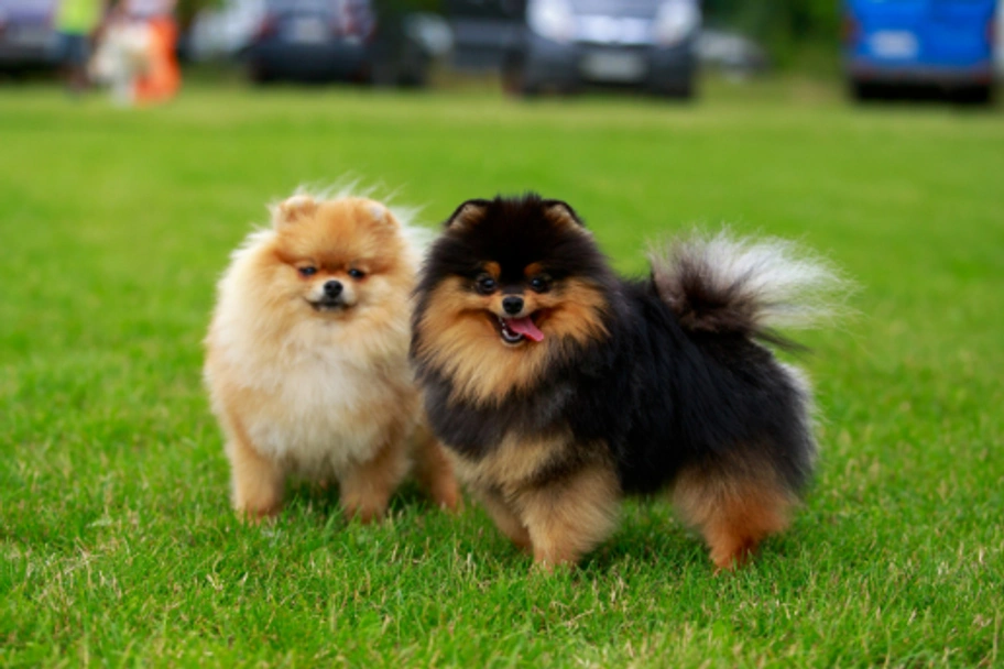 Pomeranian Dogs Breed - Information, Temperament, Size & Price | Pets4Homes