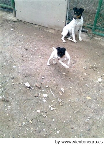 Ratonero Bodeguero Andaluz Dogs Raza - Características, Fotos & Precio | MundoAnimalia