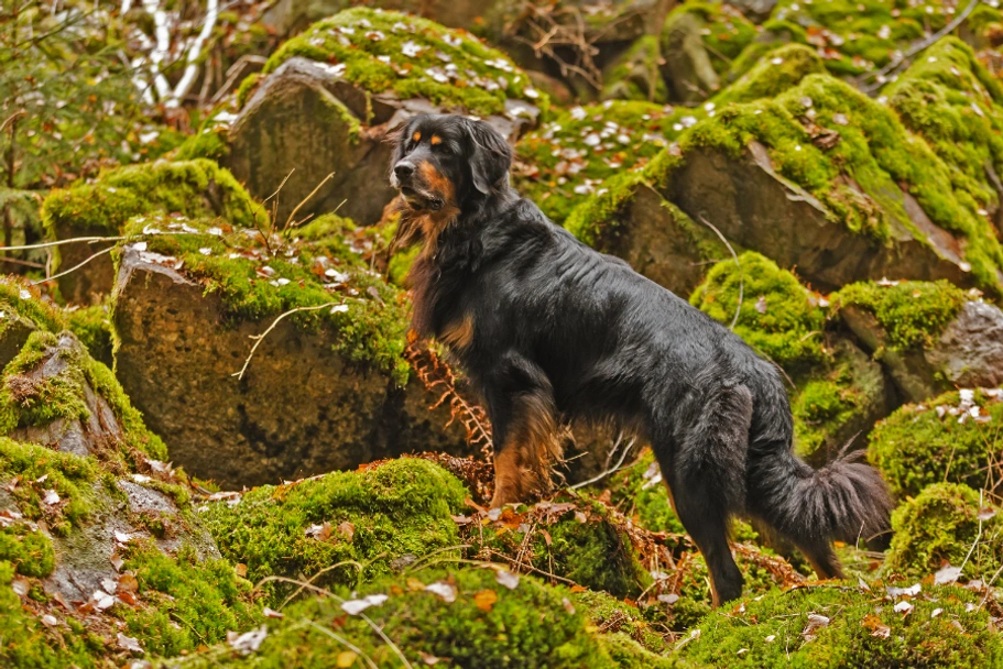 Hovawart Dogs Ras: Karakter, Levensduur & Prijs | Puppyplaats