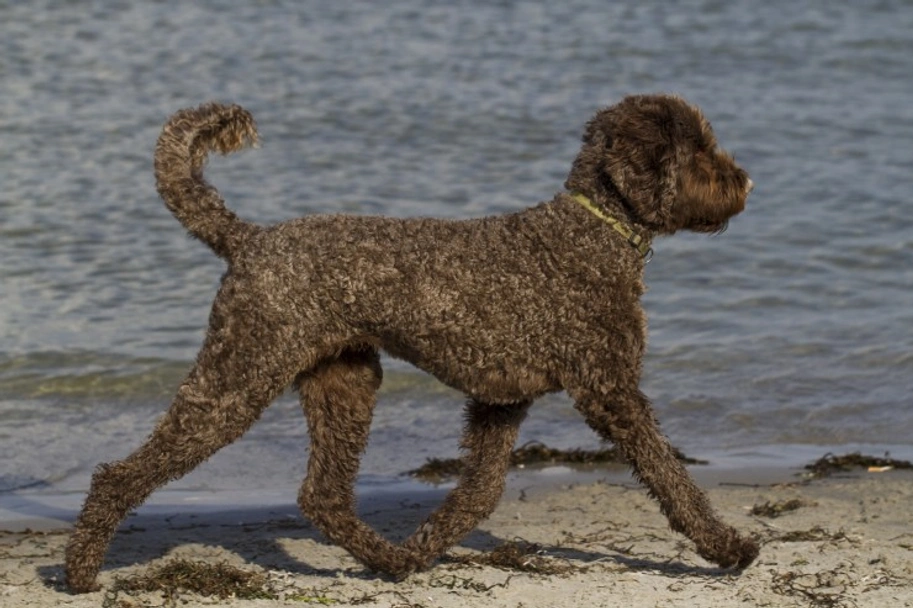 Labradoodle Dogs Breed - Information, Temperament, Size & Price | Pets4Homes