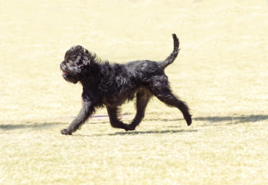 Affenpinscher Dogs Breed - Information, Temperament, Size & Price | Pets4Homes