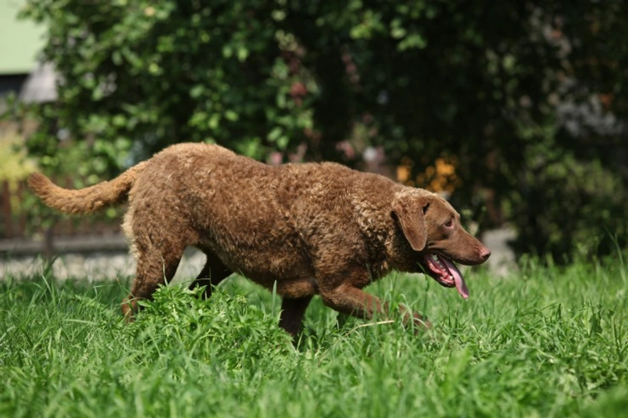 Chesapeake Bay Retriever Dogs Breed - Information, Temperament, Size & Price | Lancaster Puppies