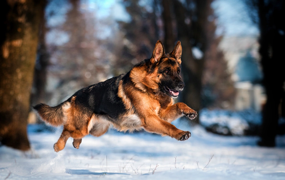 German Shepherd Dogs Breed - Information, Temperament, Size & Price | Pets4Homes